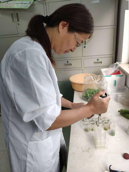 加強農產品質量安全監管，筑牢消費者食用安全防線
